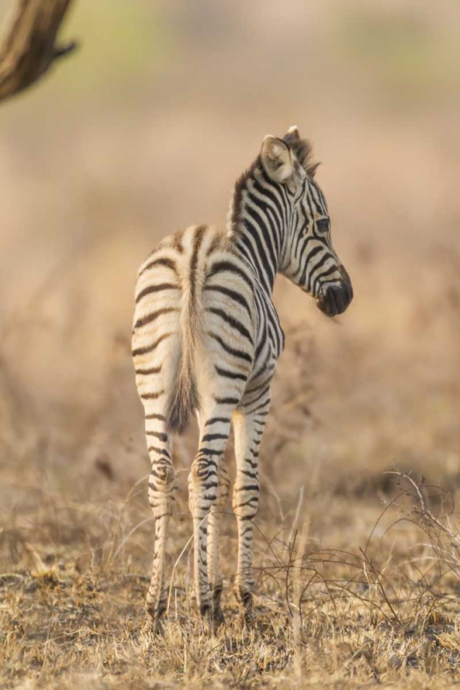 Africa, South Africa Rear of baby zebra